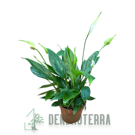 Спатифиллум d9 h35