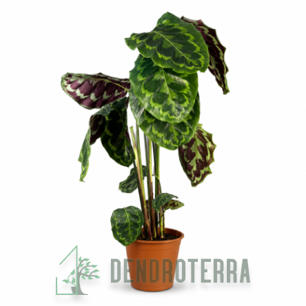 Калатея микс d19 h100