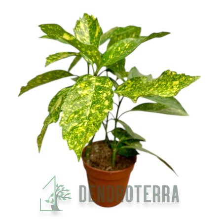 Аукуба d13