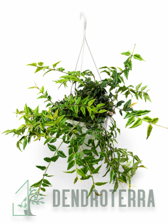 Хойя белла d22 h45