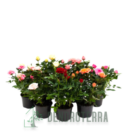 Роза Кордана d10 h25