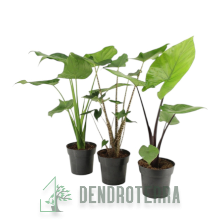 Алоказия микс d24 h110