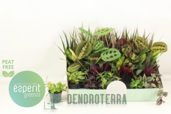 Камерплант d6