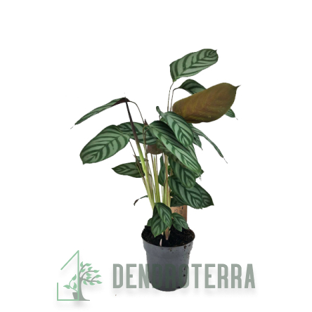 Ктенанта d21 h70