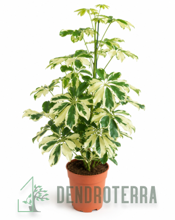 Шеффлера Шарлота d13 h45