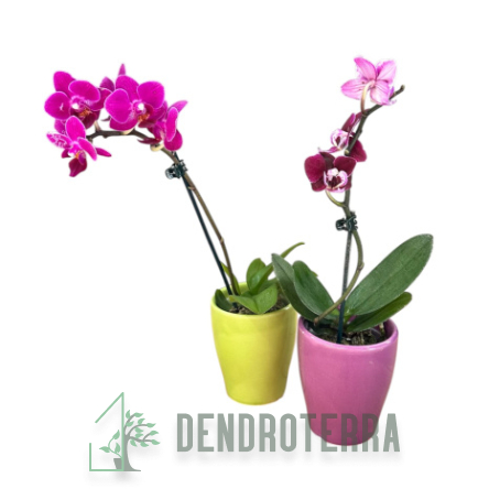 Фаленопсис мини в керамике d6