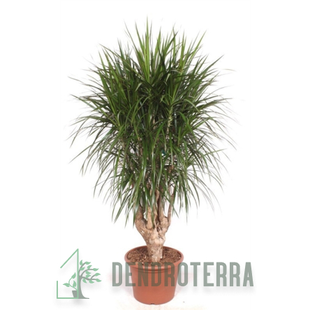Драцена Маргината d39 h200
