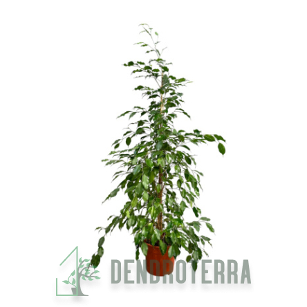 Фикус Бенджамина Экзотика d27 h100