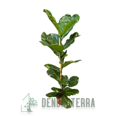 Фикус Лирата d27 h110