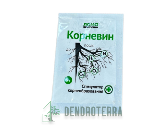Корневин 5г.