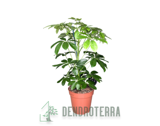 Шеффлера Нора d13 h45