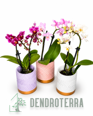 Фаленопсис мини в керамике d8