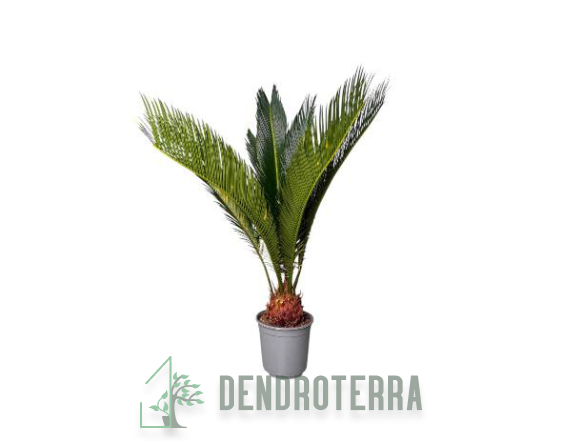 Цикас Революта d21 h60