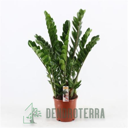 Замиокулькас  d30 h120