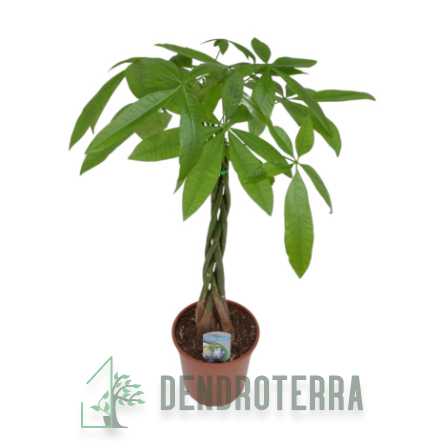 Пахира d14 h60