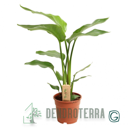 Стрелиция Регина d12 h60