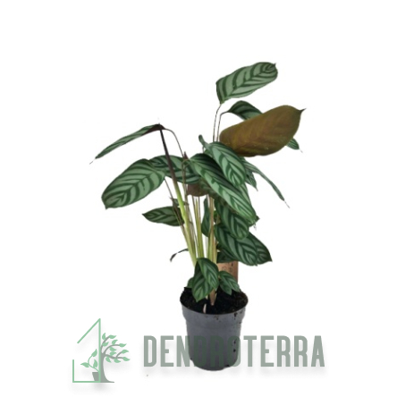 Ктенанта d21 h70