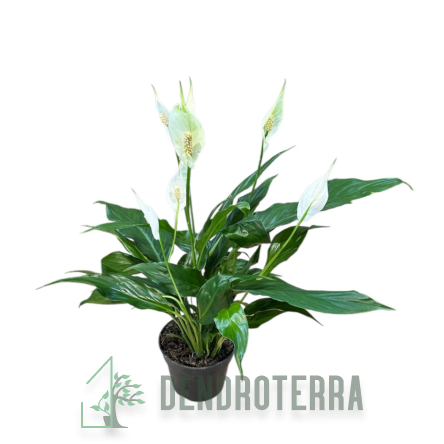 Спатифиллум d13 h60