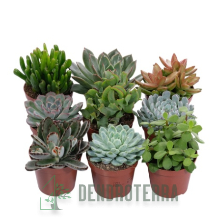 Суккуленты Микс d12