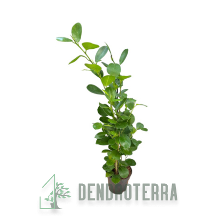 Фикус Мокламе  d14