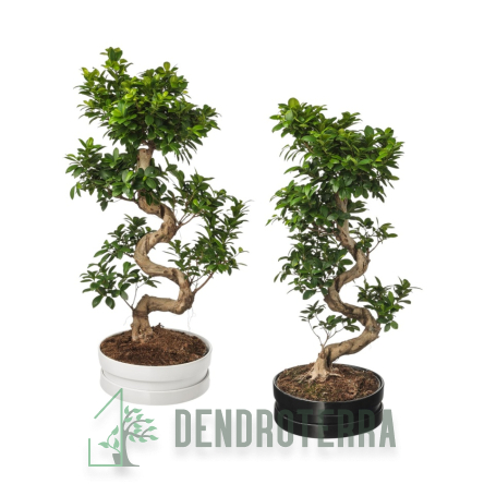 Фикус Гинсенг бонсай d35 h110