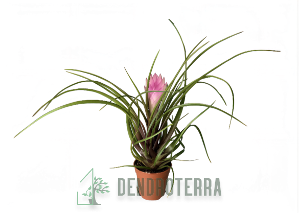 Тилландсия Анита d6