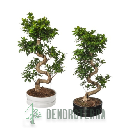 Фикус Гинсенг бонсай d35 h110