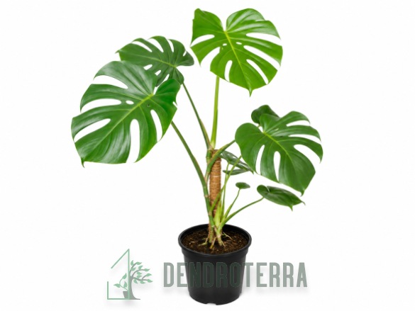 Монстера d24 h85