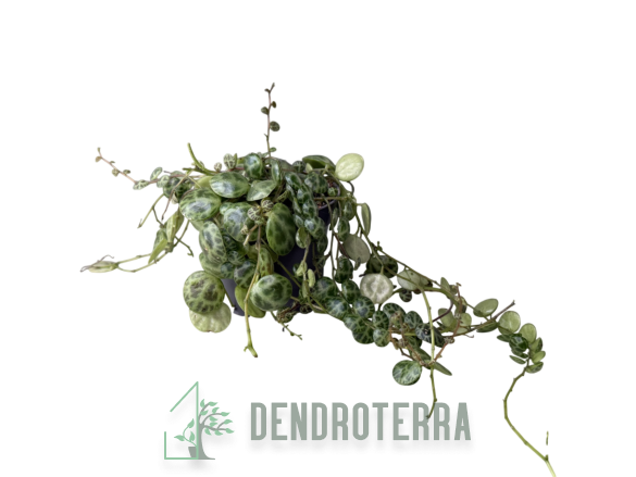 Пеперомия прострата d6