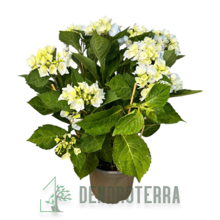 Гортензия d14