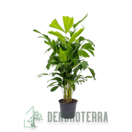 Пальма Кариота Митис d24 h160
