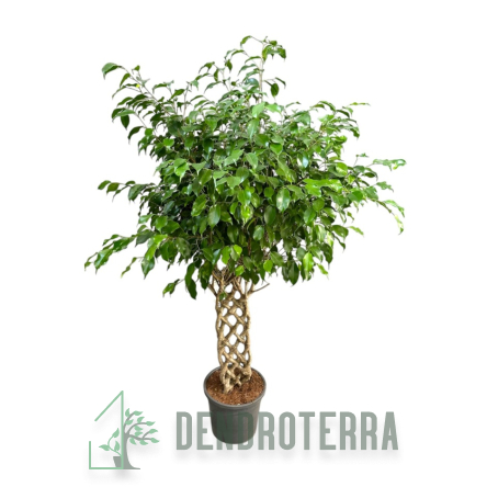 Фикус Бенджамина решётка d31 h160