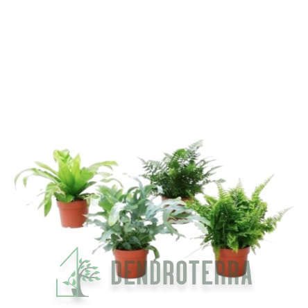 Папоротниковый микс d8