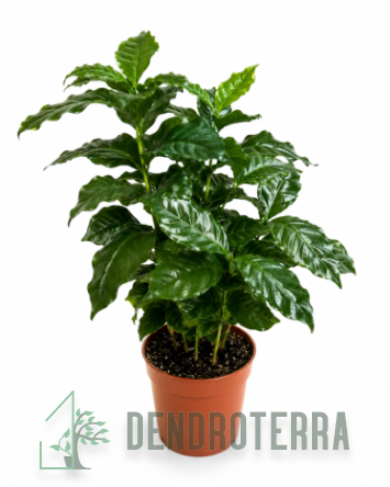 Кофе Арабика d12 h35
