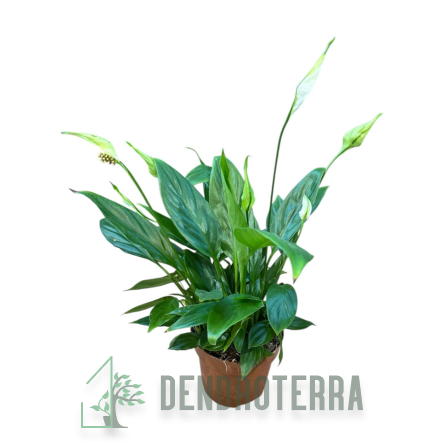 Спатифиллум d9 h35