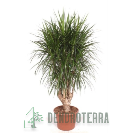 Драцена Маргината d39 h200