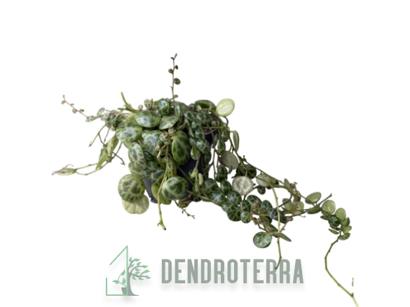 Пеперомия прострата d6